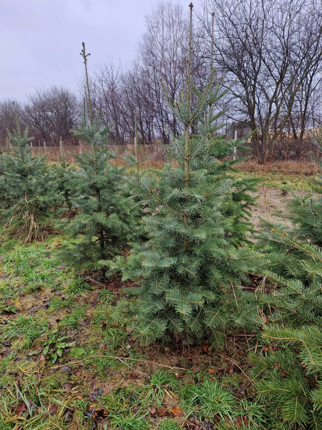 Nasadzenia młodych świerków na przygotowanym terenie – równomierne sadzenie drzew iglastych