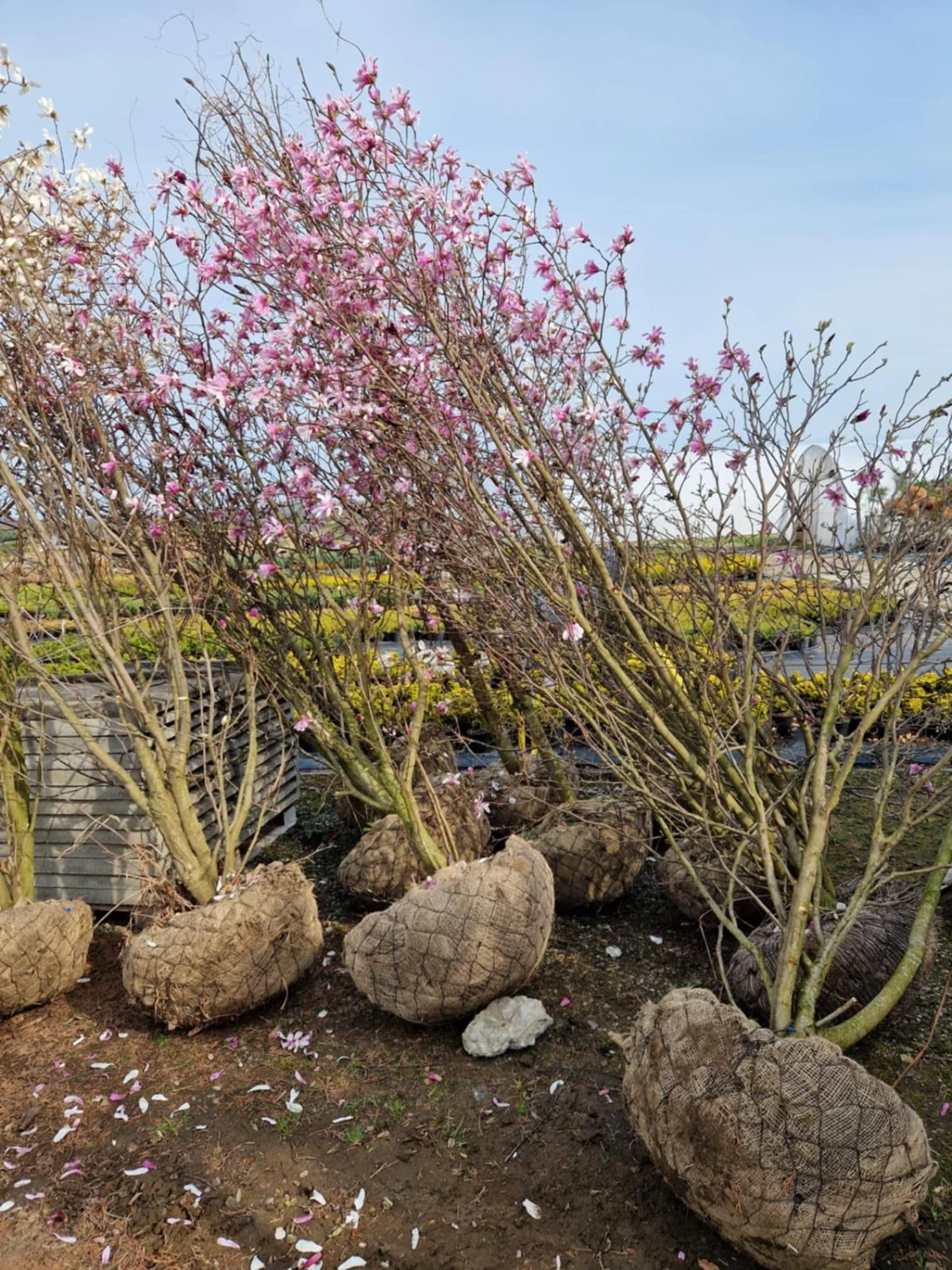 Nasadzenia kwitnących krzewów magnolii z balotami korzeniowymi